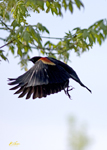 Red winged Blackbird 2792